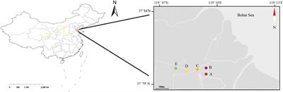 The Structure of the Seasonal Benthic Diatom Community and Its Relationship With Environmental Factors in the Yellow River Delta